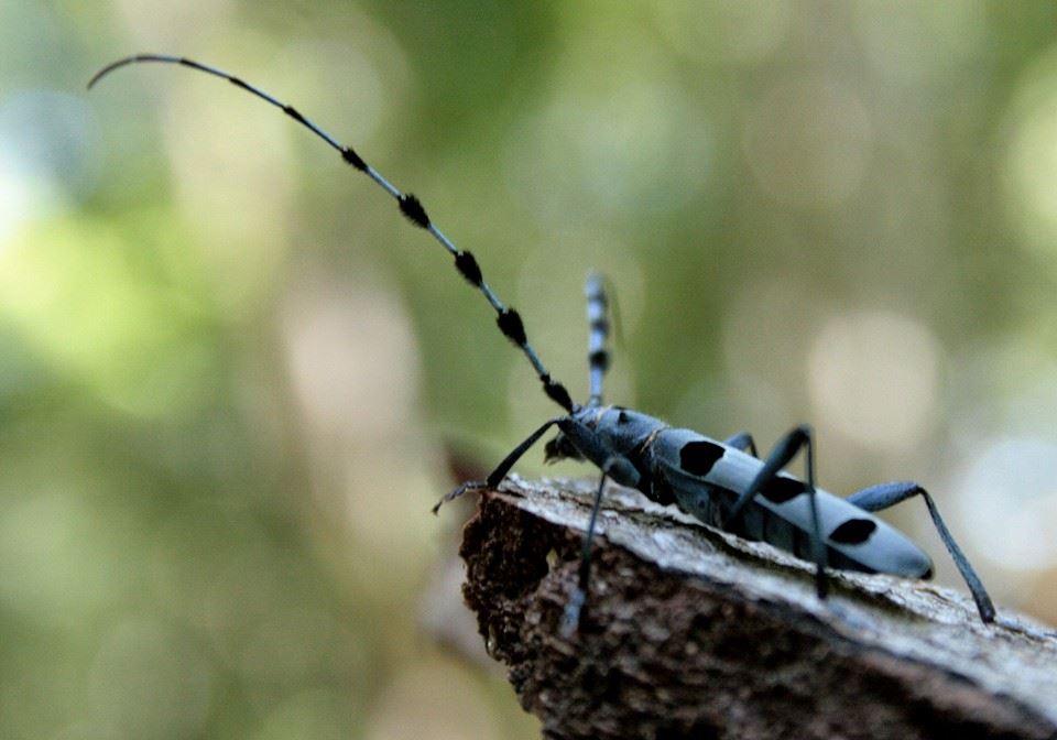 Lettere dal bosco