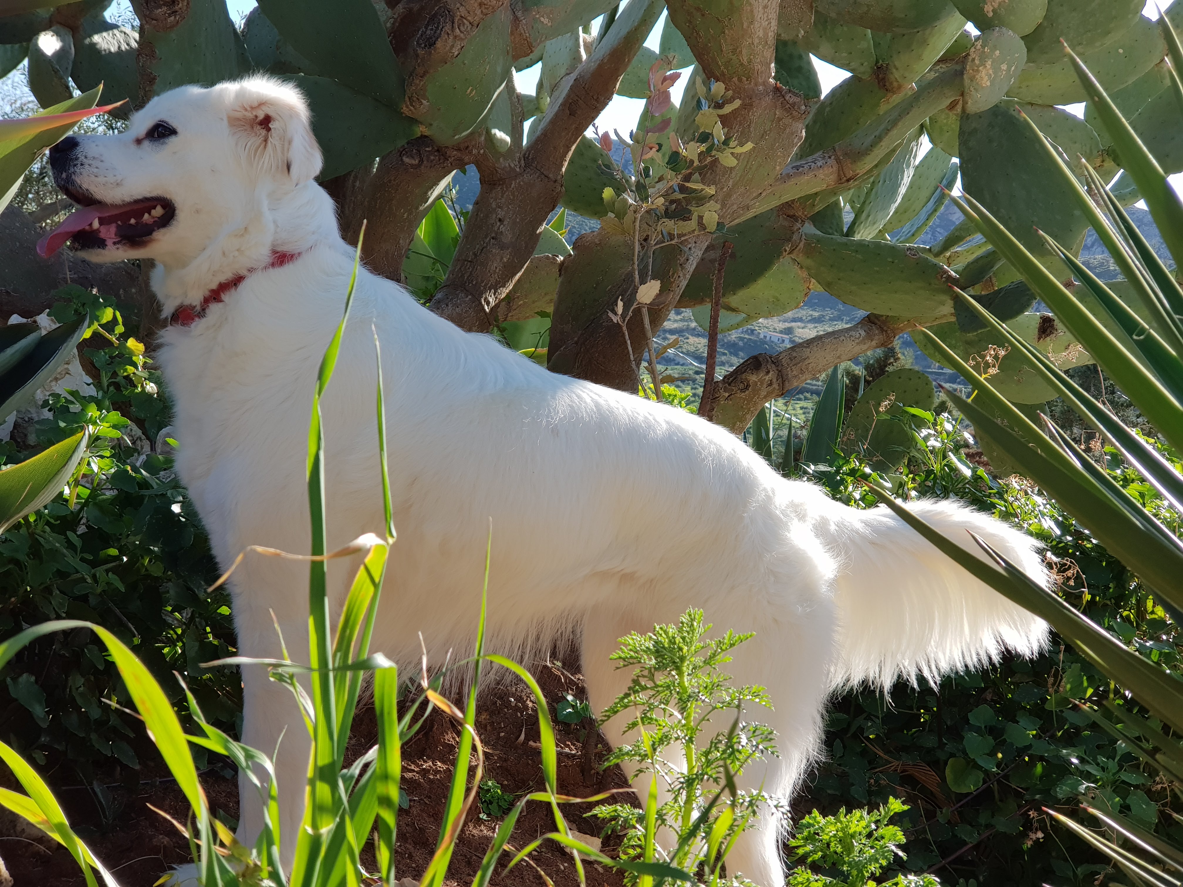 Save the "cagnolina di Mannara di Sicilia"