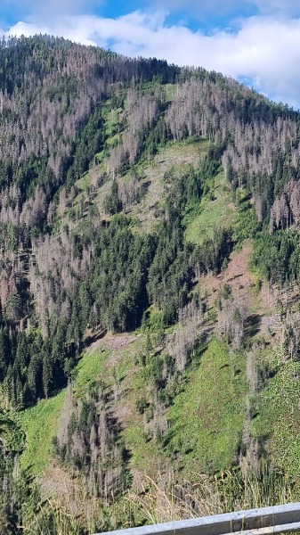 Bosco Dolomiti - azione => compensazione